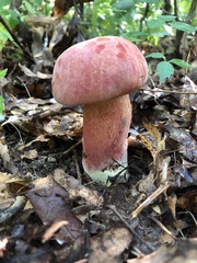 Baorangia bicolor