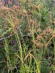 Scirpus microcarpus