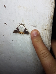 Eulepidotis argyritis