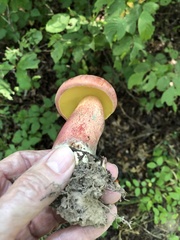 Baorangia bicolor
