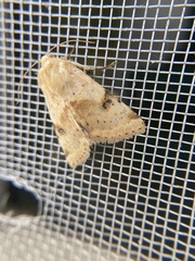 Heliothis phloxiphaga
