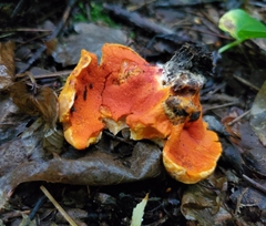 Hypomyces lactifluorum