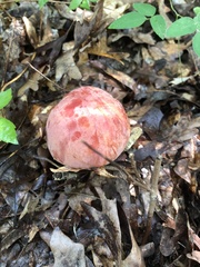 Baorangia bicolor