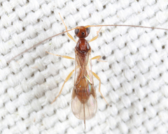 Meteorinae