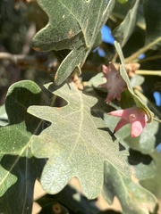 Cynips douglasii
