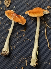 Leucoagaricus rubrotinctus