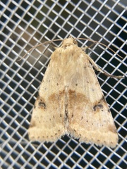 Heliothis phloxiphaga