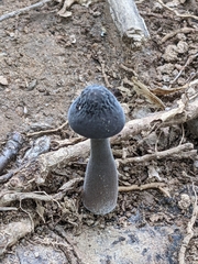 Tylopilus alboater