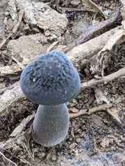 Tylopilus alboater