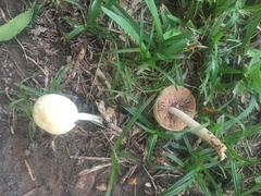 Agrocybe pediades