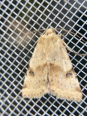 Heliothis phloxiphaga
