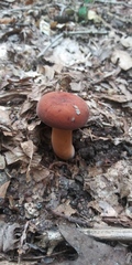 Lactifluus volemus