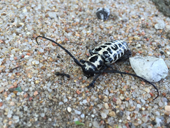 Plectrodera scalator