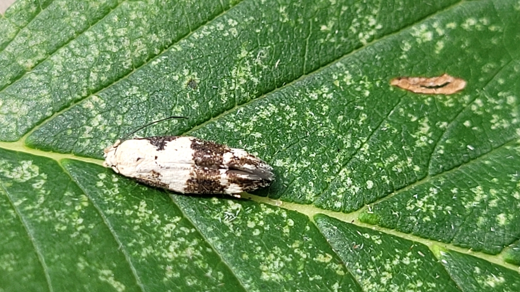 Mompha definitella