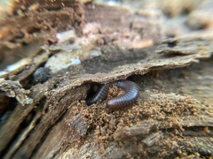 Narceus americanus