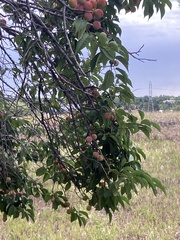 Prunus americana