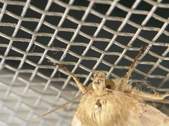 Heliothis phloxiphaga