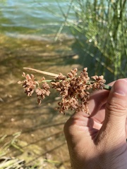 Schoenoplectus californicus
