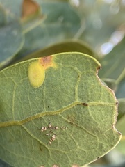 Andricus pattersonae