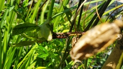 Heliconiinae