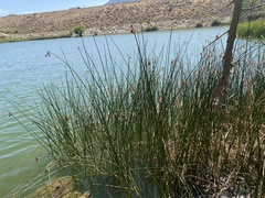 Schoenoplectus californicus