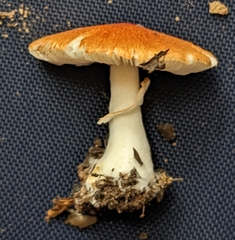 Leucoagaricus rubrotinctus