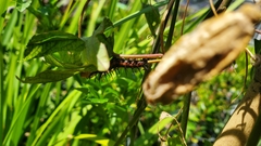 Heliconiinae