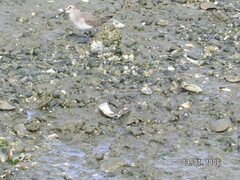Charadriiformes