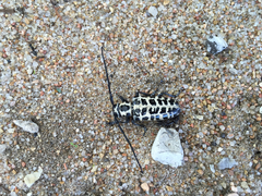 Plectrodera scalator