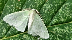 Synchlora aerata