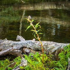 Persicaria hydropiper