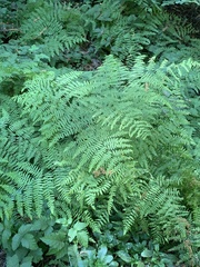 Pteridium aquilinum pubescens