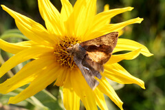 Anagrapha falcifera