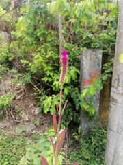 Celosia spicata
