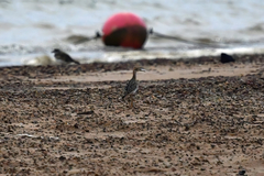 Bartramia longicauda