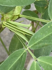 Arachis hypogaea