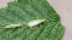 Oecanthus quadripunctatus