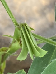 Arachis hypogaea