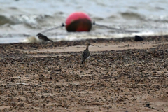 Bartramia longicauda