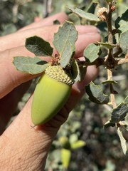 Quercus john-tuckeri