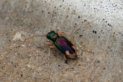 Tetracha carolina