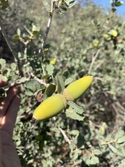 Quercus john-tuckeri