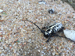 Plectrodera scalator