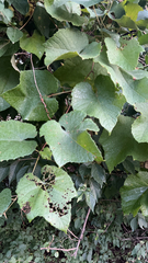 Vitis cinerea