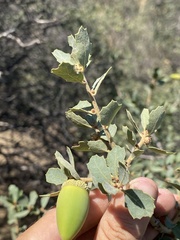 Quercus john-tuckeri