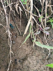 Pseudoxycheila tarsalis