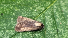 Abagrotis nanalis