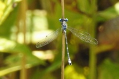 Lestes