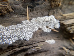 Ceratiomyxa fruticulosa