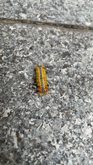 Limacodidae